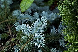 森林,性質(zhì),樹木