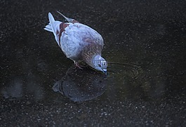 鳥,性質(zhì),生活的本質(zhì)