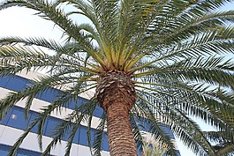 樹(shù)皮,自然,棕櫚樹(shù)