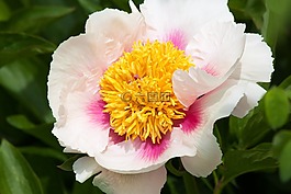 牡丹,花,性質(zhì)