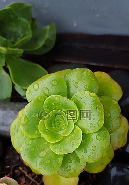多汁,植物,露水