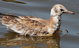 嘴鸥,海鸥,chroicocephalus ridibundus