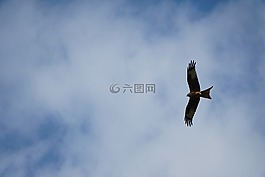 米蘭,紅色的風箏,羽毛