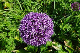 韭菜,花,开花