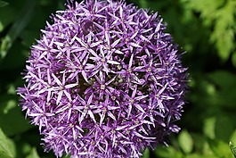 韭菜,花,开花