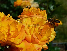 玫瑰,黃色,蜜蜂