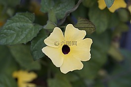 苏珊,棕色眼睛的苏珊,夏花