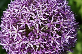 韭菜,花,开花