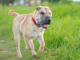 狗,沙皮,運(yùn)行