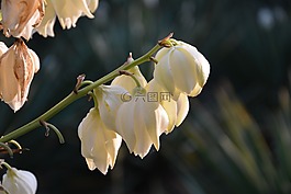 玉蘭,白玉蘭,花
