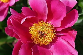 牡丹,花,開(kāi)花