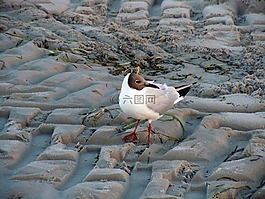 嘴鷗,海鷗,鳥