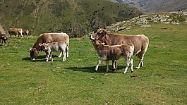 母牛,山,性質(zhì)
