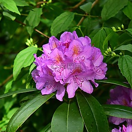 鲜花,杜鹃,布什