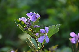 紫色的花,花,紫花