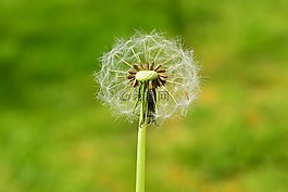蒲公英,開(kāi)花,夏季