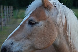 haflinger,马,小马