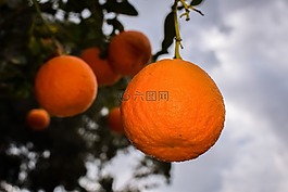 橙色,水果,健康