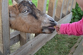 喂養(yǎng),動物園,動物