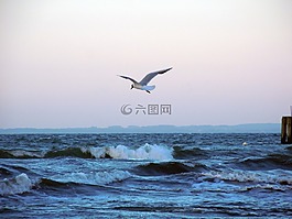 波羅的海,海鷗,飛