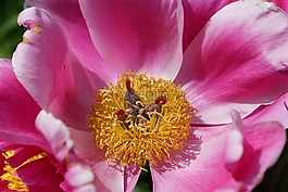 牡丹,花,开花