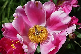 牡丹,花,开花