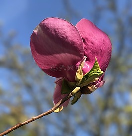 玉蘭,粉紅色,春天