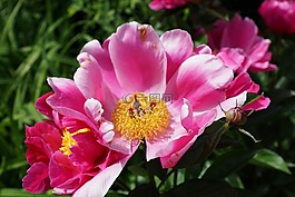 牡丹,花,开花