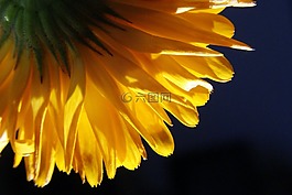 花,花瓣,性質(zhì)