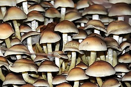 蘑菇,秋季,森林