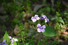 野花,花,紫花