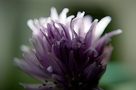花,花瓣,性質(zhì)
