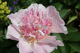 牡丹,花,開花