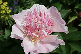 牡丹,花,開花