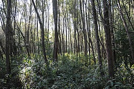 河岸帶,灌木叢,光