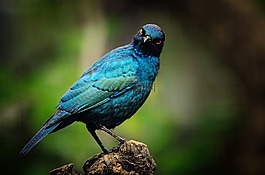開普敦的塔琳,鳥,歐椋鳥