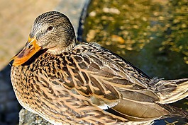 鴨,鳥,水禽