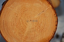 樹,年輪,時(shí)間