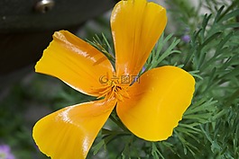 花,黄色,掩饰