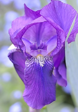 鳶尾花,花,開花