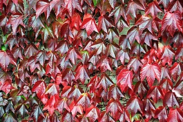 藤,紅色,秋季