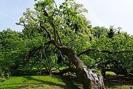 樹(shù),花園,性質(zhì)