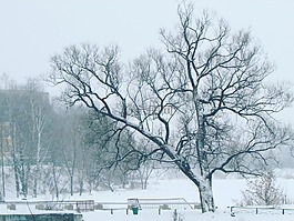 冬季,公園,樹