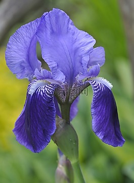 鳶尾花,花,開花