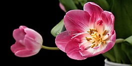 郁金香,锐度游戏,花