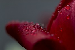 紅色,花,雨滴