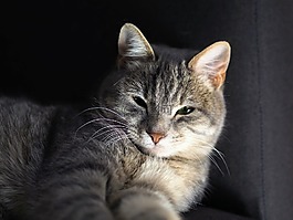 猫,只灰色的猫,猫科动物