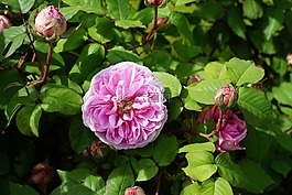 玫瑰,花,開(kāi)花