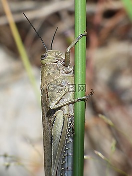 龍蝦,蝗蟲(chóng),分支機(jī)構(gòu)