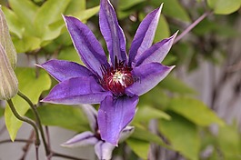 鐵線蓮,開花,花